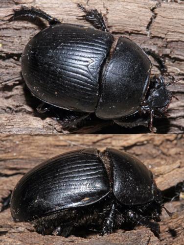 Réf. 334 233 : Geotrupes spiniger